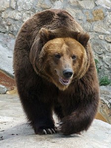 bear