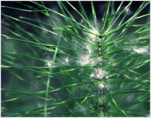 Thorns, spines, and prickles