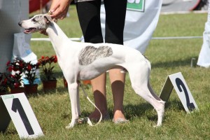 Greyhound that is named Speed