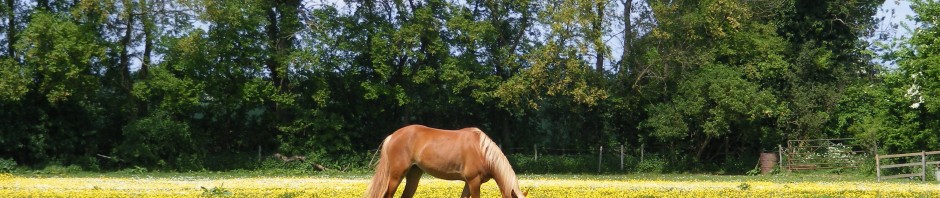Horse eating grass