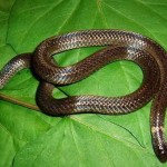 Snake with heads on each end