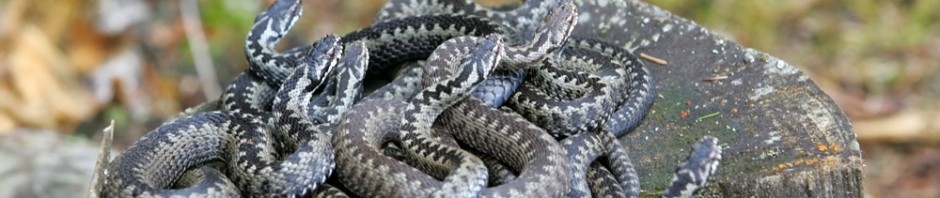 Vipera berus the common European adder or common European viper Dozen of vipers