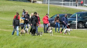 Whipets going to show