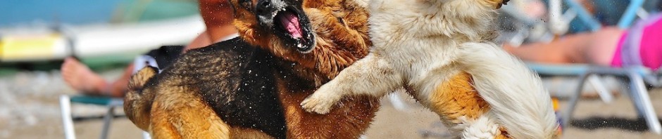 playing dogs in beach