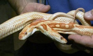 two-headed snake bicephaly dicephaly two-headedness