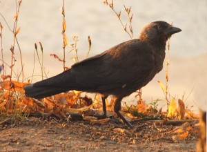 Crow
